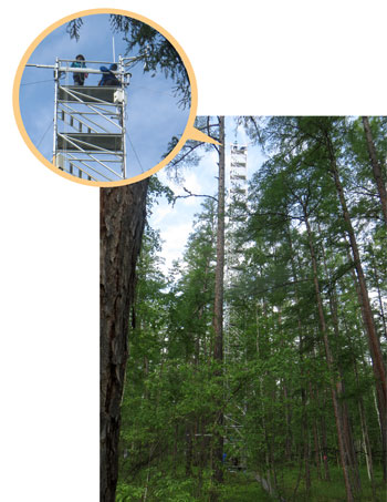 シベリアの森の中に設置された観測タワー。タワーの高さは約35ｍ。上までのぼって、二酸化炭素などを計測する。